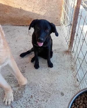 Hundemädl Sare würde gern ihr eigenes Körbchen haben