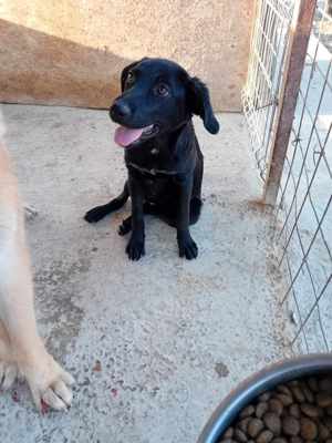 Hundemädl Sare würde gern ihr eigenes Körbchen haben Bild 2