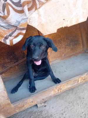 Hundemädl Sare würde gern ihr eigenes Körbchen haben Bild 5