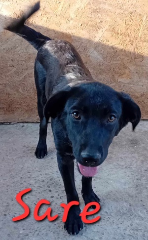 Hundemädl Sare würde gern ihr eigenes Körbchen haben Bild 6