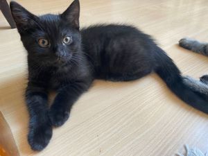 Bezaubernde kleine Katzendame Star sucht ihr neues Zuhause