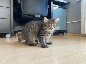 Milo - Der flauschige Kuschelmeister sucht sein Traumzuhause