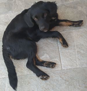  Mini Retriever Mix Hündin 8Mon 10kg 28cm 20.9 Ausreise nach Adoption