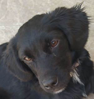 Mini Retriever Mix Welpe Hündin schwarz 7- 8Mon 10kg 28cm Ausreise nach Adoption bis Nähe Regensburg