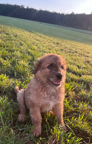 Altdeutsche Hütehundwelpen, Familienhund