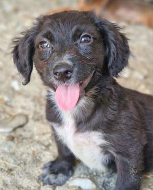 Der kleine Gerhard möchte ein Familienhund werden