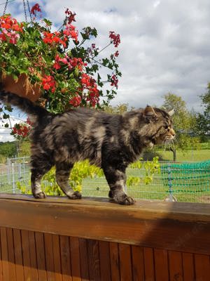 Maine Coon reinrassiger Deckkater hat noch Termin frei 