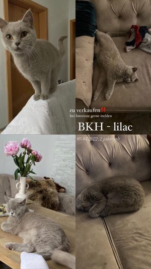 Katze BKH lilac sucht neues zu Hause