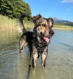 Milo sucht dringen ein neues Zuhause