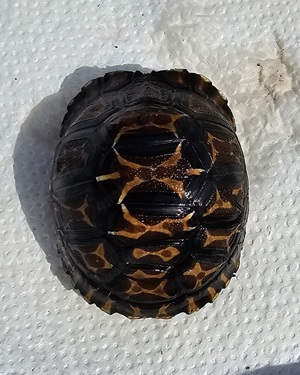 Astrochelys radiata - Strahlenschildkröten