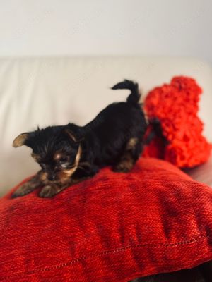 Yorkshire Terrier Welpe