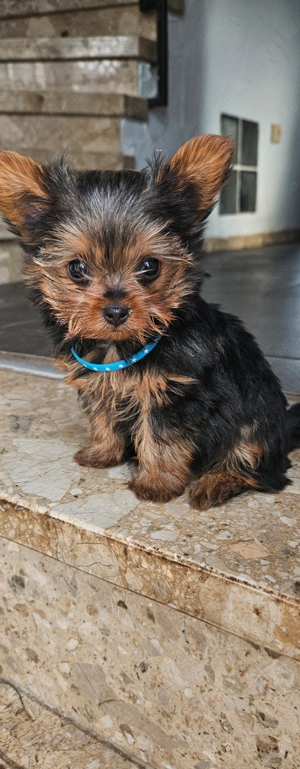 Mini Yorkshire Terrier welpen 