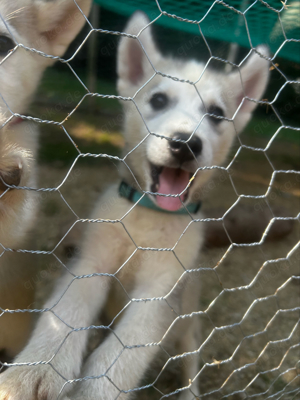 Siberian Huskywelpen