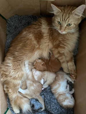 Maine Coon Kitten 