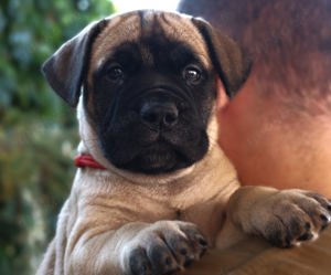 Bullmastiff-Welpen zu verkaufen