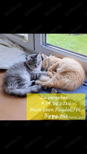 Kitten Kätzchen Main Coon Ragdoll Hl. Birma suchen liebevolles Zuhause 