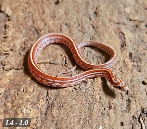 Hypo Tessera het Lava Anery Bloodred 