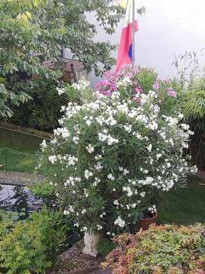  Oleander Blumen Busch