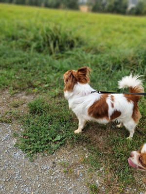 Balu&luna suchen dringend zuhause 