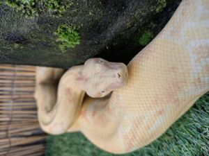 Boa c. imperator Männchen Albino   Coral (Kahl) 100% het. Anery zur Zucht