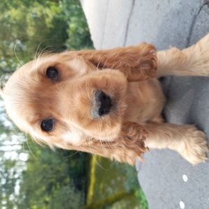 Cocker Spaniel Welpen in rot und schwarz aus VDH Liebhaberzucht