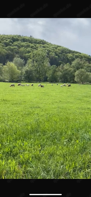 Grundstück in Pfinztal-Berghausen zu verkaufen   425 m , Obstbäume und herrlicher Ausblick