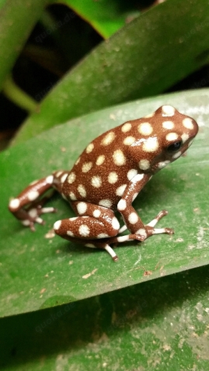 Nachzuchten Excidobates mysteriosus Dendrobaten Dendrobates Pfeilgiftfrösche Frösche abzugeben