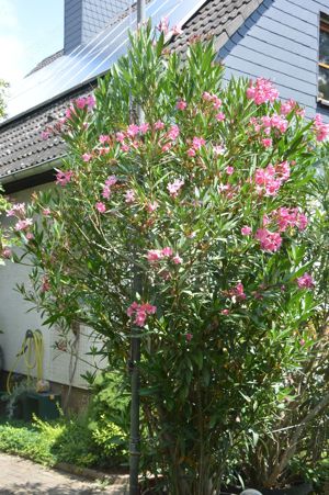 Blumen Oleander Busch