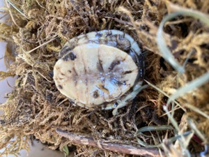 Dosenschildkröten Terrapene Carolina Triunguis