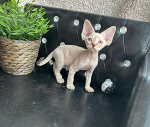 Reinrassige Devon-Rex kitten