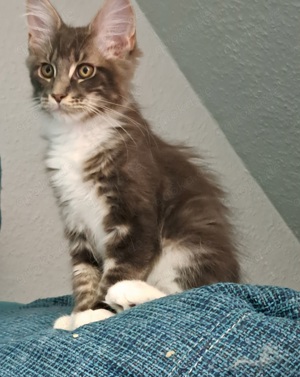 Maine Coon Kater Blauserie 