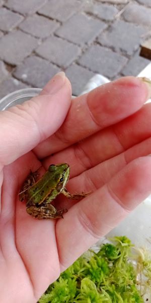 Wasserfrosch ,Pelophylax esculentus