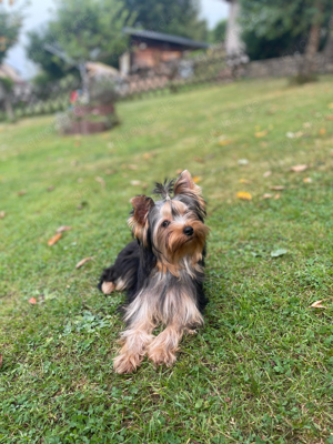 Yorkshire terrier welpen 