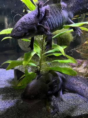 2 Axolotl Wildinge, männlich und weiblich, auf Wunsch auch Durchlaufkühler 