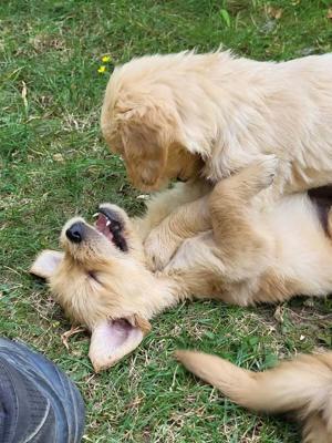 Golden Retriever mit Ahnentafel