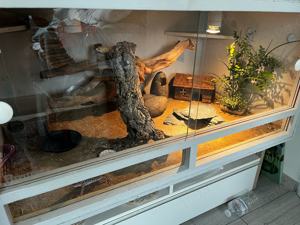 Leopardgeckos mit Terrarium 