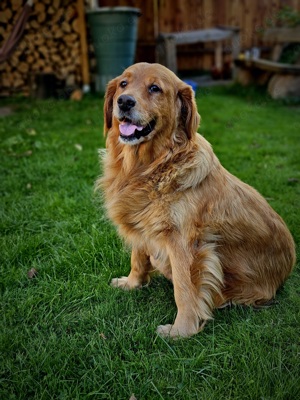 Reinrassige Dark Golden Retriever Welpen