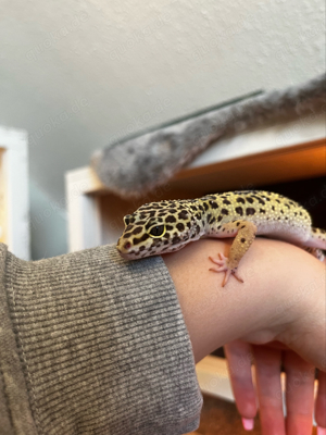 Leopardgeckos plus Terrarium abzugeben 