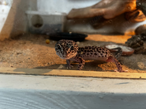 Leopardgecko MS Black Night 