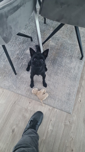 Yorkshire Terrier deckrüde Bild 5