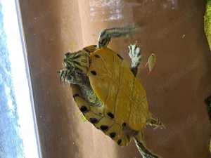 Wasserschildkröte gefunden braucht schnell ein Zuhause