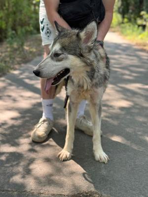 Kody, z. Zt. In Ungarn, aufgeschlossener und freundlicher Begleiter  Bild 7