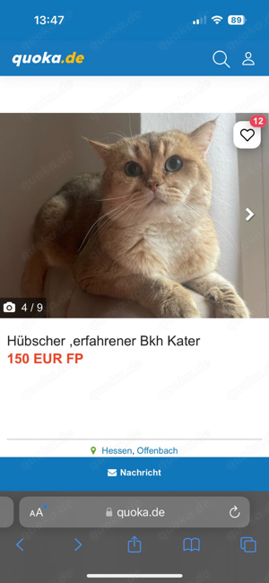 DECKKATER reinrassiger golden BKH