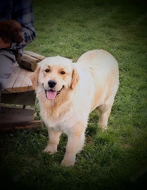 Hübscher Golden Retriever Rüde 1,5 Jahre mit Ahnentafel und ZT