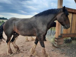 Shire Horse Stute