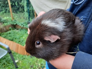 2 weibliche und 1 männliches Meerschweinchen in liebevolle Hände abzugeben