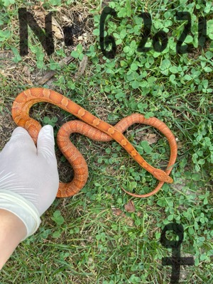 Kornnatter aus 2021 - Wildfarben   Bloodred ? beide Geschlechter vorhanden