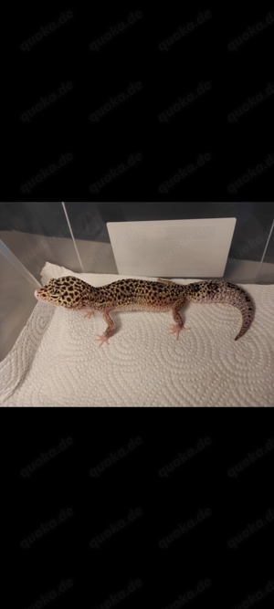 2 Leopard Gecko Weibchen +Terrarium 