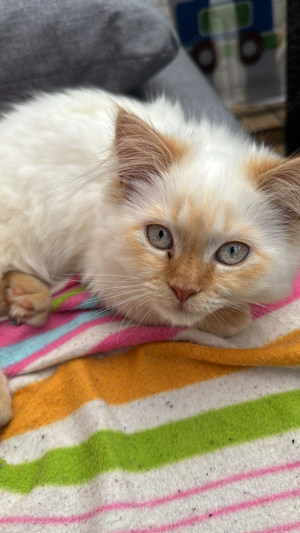 Ragdoll Kitten red point