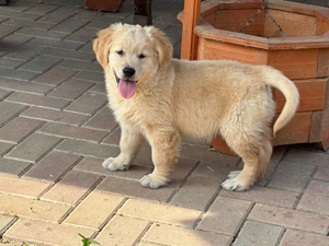 reinrassige Golden Retriever Welpen anzugeben